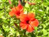 013_San Anton Gardens.jpg